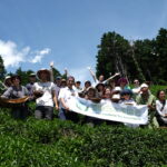 Introduction to Japanese tea and its current situation in Japan
